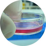 cell culture (Umberto Salvagnin)