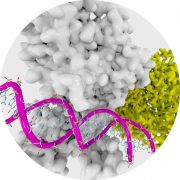 DNMT1 (Enzymlogic)